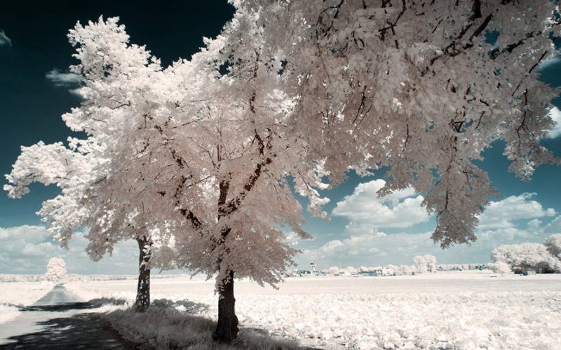 摄影技巧：红外摄影下的绿色变成了雪景--阿里百秀