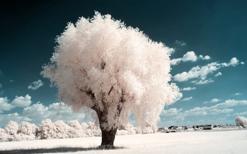 摄影技巧：红外摄影下的绿色变成了雪景--阿里百秀